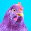 purplechikns