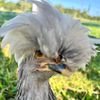 chicknpeep