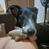 a_gata_cacheada_