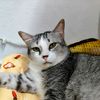 meowkacax