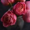 alzen_75