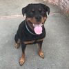 sierra.nevada.the.rottie