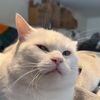 meowwzartt