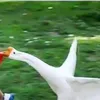 hoangtraingoan