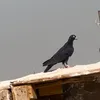 hn.000000