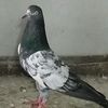 pigeon.lover.786