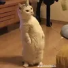 oan.nguynthioan