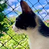 abednegacat