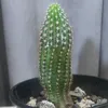 dinaksa01
