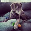kylo_ren_barkside