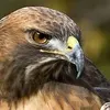 falconnamrud