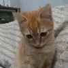shypriis