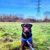 3energeticdogs