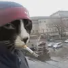 weesto_ff