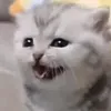 hasnamaro