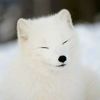 shirokitsu_nara.ch