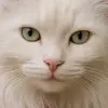 tumbleweedthecat