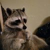 mikocoon2