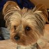 my_furbabies_8