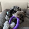 hunnieandcoco