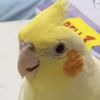 nihokidd