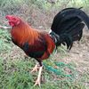 faroukdinain