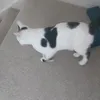 bully..busters_