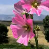 omer_karim111