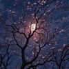 farah_20205