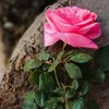 orkedflower128