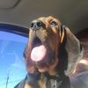 bubbagibson839