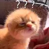 neko_chan33333333