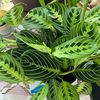 plant_whisperer4
