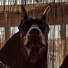 dobermanroxy