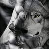 killerwolf73