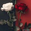 www.blossomroz.com