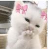 tahira__akter0
