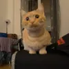 sammythecat891
