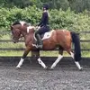 caranatalie.equestrian