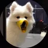khocheuvocung8