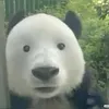 vivicvl