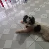 chibietfollow