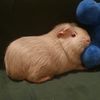 nfs_guineapiggielover