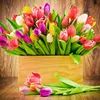 dorcia_399