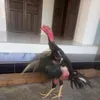 phamvanhaj3