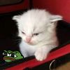 lord_aakon_keetreh