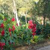 delgadina66