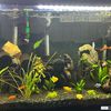 aquaticfamily