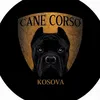 Cane corso-02