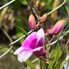 eeveecodon99